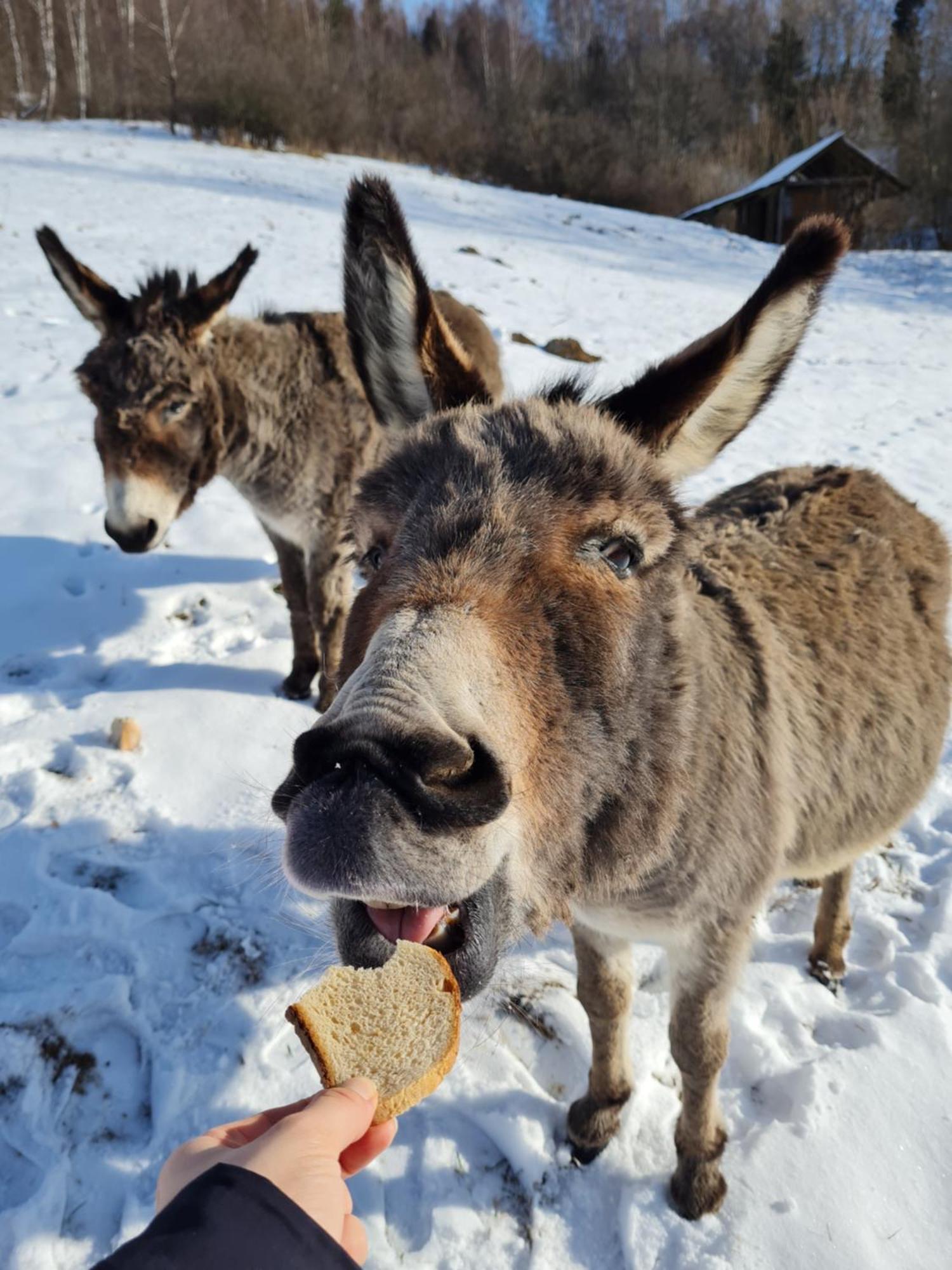 Wilcza Jama - Domki Z Bali Lutowiska Dış mekan fotoğraf