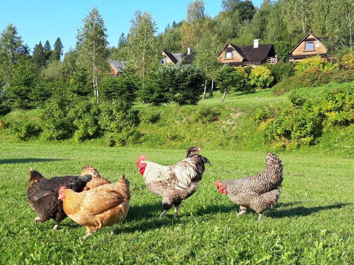 Wilcza Jama - Domki Z Bali Villa Lutowiska Dış mekan fotoğraf